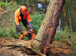 Best Commercial Tree Services  in Harbor Bluffs, FL