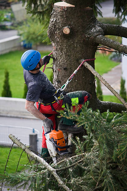 Best Storm Damage Tree Cleanup  in Harbor Bluffs, FL